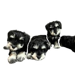 Miniature Schnauzer Puppies from Ana's Black & Silver Schnauzers