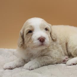 Tennessee - Yellow and white male Bernedoodle puppy in Scottsville, Kentucky from Barren River Bernedoodles and Poodles