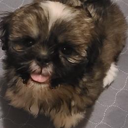 Boy 1 - Tricolor male Shih Tzu puppy in Belleville, Michigan from Patricia's Heavenly Earth Angels