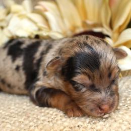 Boone- CKC- F1 Mini AussieDoodle- Stokesdale, NC - Blue merle male Aussiedoodle puppy in Stokesdale, North Carolina from His and Hers Poodles and Doodles