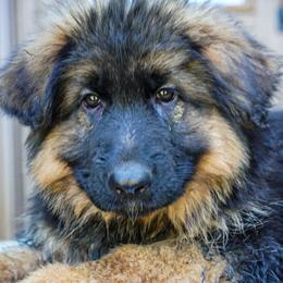 Orange collar - Black and red female German Shepherd puppy in Howell, Michigan from Sheyenne’s Shepherds