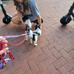 Japanese Chin Puppies from Carousel Chin
