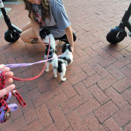 Japanese Chin Puppies from Carousel Chin