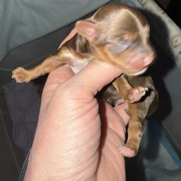 Juke - Chocolate male Yorkipoo puppy in Independence, Kentucky from 4paws4ever by Design