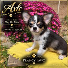 AKC Axle - Merle male Chihuahua puppy in Columbus, Nebraska from Prancy Pawz