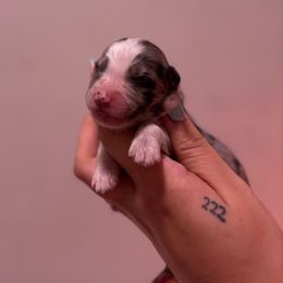 Boy 1 - Blue merle male Australian Shepherd puppy in Orlando, Florida from Skaky Shepherds