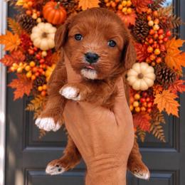 Alvin - Red male Cavapoo puppy in Salt Lake City, Utah from SunnySide Mini Doodles