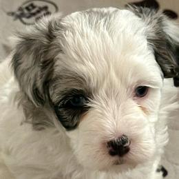 Maltipoos from Susan's Poodles Plus