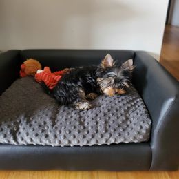 Yorkshire Terrier Puppies from Yorkie Puppies Redwood Ranch