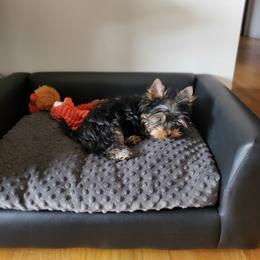 Yorkshire Terrier Puppies from Yorkie Puppies Redwood Ranch