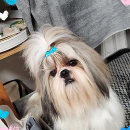 Shih Tzu Puppies from Trinity Shihtzu's So Calif