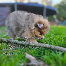 Flynn - Chocolate merle male Pomeranian puppy in Newport News, Virginia from Itty Bitty Poms