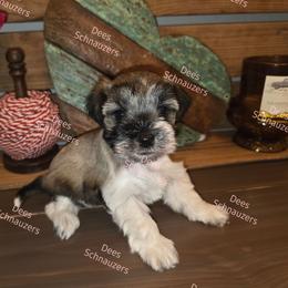 Poppy - Parti female Miniature Schnauzer puppy in Crestview, Florida from Dees Schnauzers