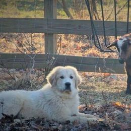 Great Pyrenees and Leonberger Puppies from Easter Acres
