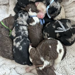 Boy 1 - Chocolate Goldendoodle puppy in Oak Harbor, Washington from Whidbey Goldendoodles