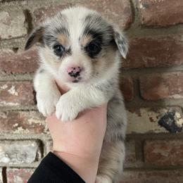 American Corgi and Pembroke Welsh Corgi Puppies from Flying K Corgis