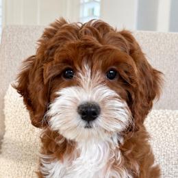 Goldendoodle puppies from Golden Haven