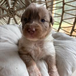 Bonnie - Red merle female Australian Shepherd puppy in Grants Pass, Oregon from Carmel Mountain Aussies