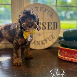 Shade - Tri-color male Australian Labradoodle puppy in Anderson, Indiana from Walls Family Doodles