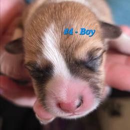 Puppy 4 - Red male Pembroke Welsh Corgi puppy in Buffalo, Wyoming from Diamond K Corgis