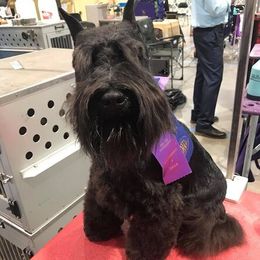 Black Russian Terriers and Miniature Schnauzers from Opal Ridge
