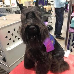 Black Russian Terriers and Miniature Schnauzers from Opal Ridge