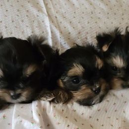 Morkies from Billy's Morkies
