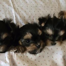 Morkies from Billy's Morkies