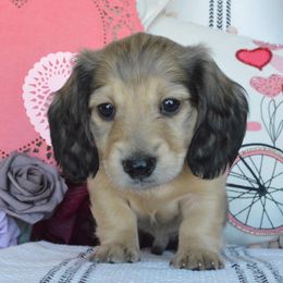 Dachshund Puppies from Dreamheart Dachshunds