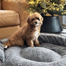 Sydney - Red  female Goldendoodle puppy in Mesa, Arizona from Twinkle MiniDoodles