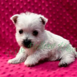 Purple - White female West Highland White Terrier puppy in Cleveland Tx, Texas from Pixie Hollow Westies