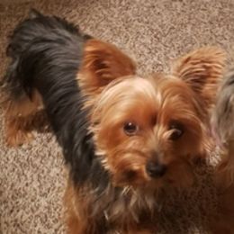 Yorkshire Terriers from Reyes Yorkies