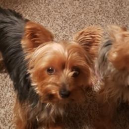 Yorkshire Terriers from Reyes Yorkies