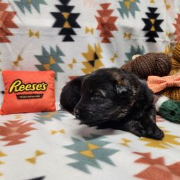 Orange collar (used to be Lt Blue) - Sable female German Shepherd puppy in Ramsey, Illinois from Haus-Farr German Shepherds