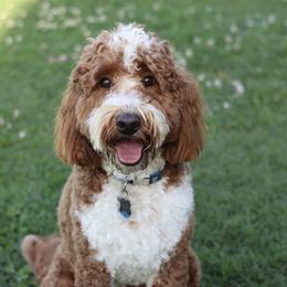 Scout - Goldendoodle