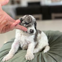Yellow Collar - Merle male Cavapoo puppy in Indiahoma, Oklahoma from Farm Fresh Doodles