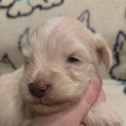 Clementine - Wheaten female Miniature Schnauzer puppy in Graham, Washington from Olivia's Miniature Schnauzer's