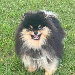 Rider - Pomeranian