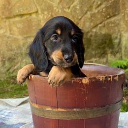 Black and tan (no collar) - Black and tan male Dachshund puppy in Ozark, Alabama from Honey Hill Dachshunds