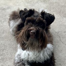 Oliver - Miniature Schnauzer