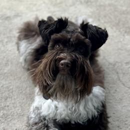 Oliver - Miniature Schnauzer