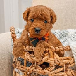 Willie - Red  male Goldendoodle puppy in Iola, Texas from Supreme Doodles of Texas