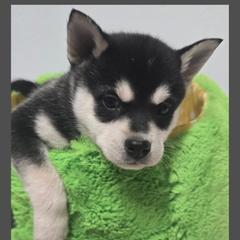 Boy 4 - male Alaskan Klee Kai puppy in Naples, Idaho from Kootenai Valley Klee Kai