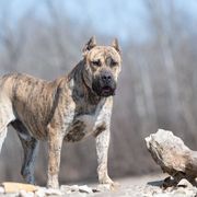Godo del River City - Perro de Presa Canario