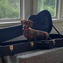 Dachshund Puppies from Army of Dachshunds
