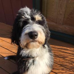 Ivanka - Bernedoodle
