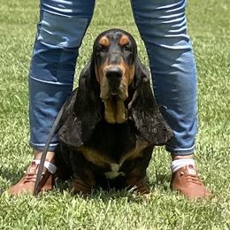 Daisy - Basset Hound
