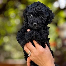 Nemo - Black male Poodle puppy in Aurora, Colorado from Miroslava's Puppies