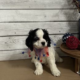Cocker Spaniel Puppies from K&M crocker Spaniels