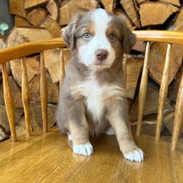 Bingo - Red tri-color female Australian Shepherd puppy in Hillsboro, Oregon from A&D Australian Shepherds